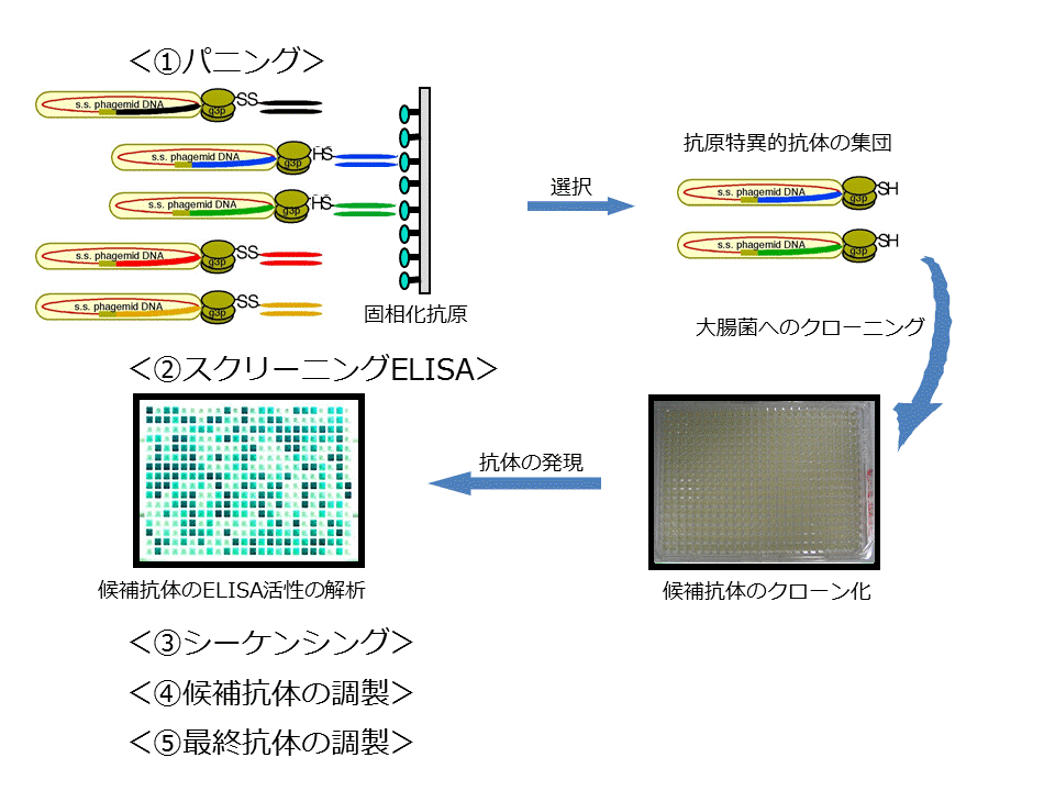 Fab抗体作製の作業概要