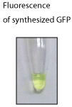 Synthesized GFP