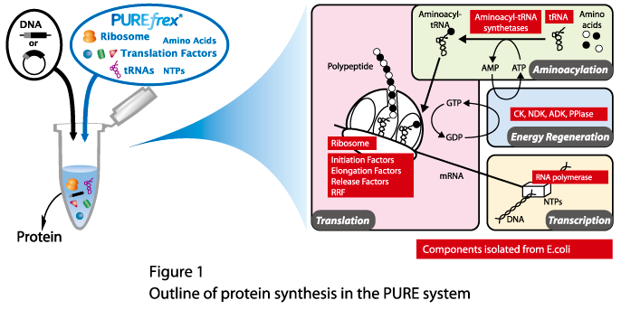 PURE system