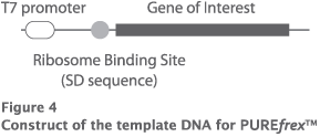 Construct of Temp DNA